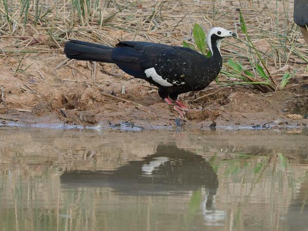 Blauwkeelgoean (Pipile cumanensis)